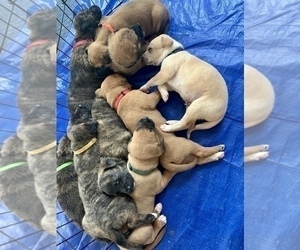 Belgian Malinois-Unknown Mix Litter for sale in DECATUR, AL, USA