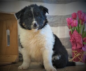 Border Collie Litter for sale in LUBLIN, WI, USA