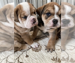 Beabull-Bulldog Mix Litter for sale in KOKOMO, IN, USA