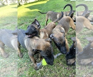 Belgian Malinois Litter for sale in GRAYSON, KY, USA