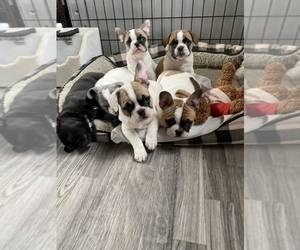 French Bulldog Litter for sale in SIOUX FALLS, SD, USA