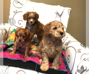 Cavapoo Litter for sale in FINDLAY, OH, USA