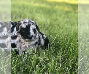 Sheepadoodle Litter for sale in WAVERLY, IA, USA