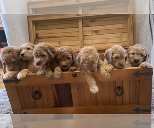 Goldendoodle (Miniature) Litter for sale in KENT CITY, MI, USA