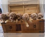 Small Photo #1 Goldendoodle (Miniature) Puppy For Sale in KENT CITY, MI, USA