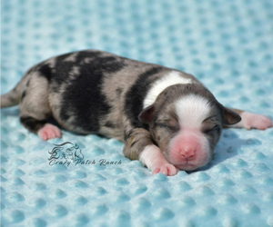 Medium Miniature American Shepherd