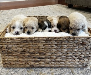 Maltipoo Litter for sale in CHARLOTTE, NC, USA