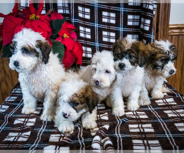 Medium Photo #1 Saint Berdoodle Puppy For Sale in WAKARUSA, IN, USA