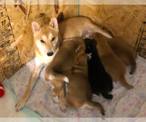 Shiba Inu Litter for sale in TROY, MO, USA