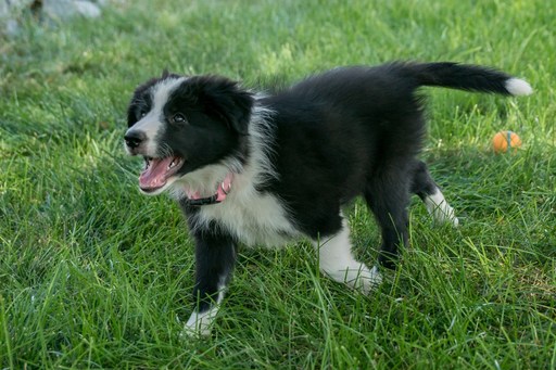 Medium Photo #1 Border Collie Puppy For Sale in EVANS, CO, USA