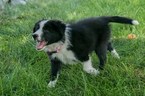 Small Photo #1 Border Collie Puppy For Sale in EVANS, CO, USA