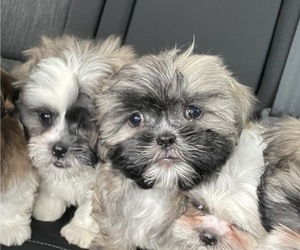 Shih Tzu Litter for sale in CLEARWATER, FL, USA
