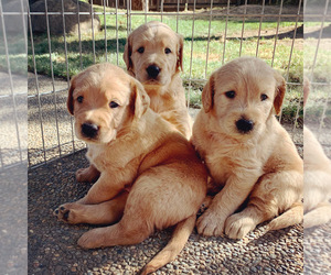 Medium Labradoodle-Labrador Retriever Mix