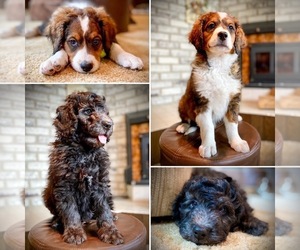 Bernedoodle Litter for sale in CHEYENNE, WY, USA