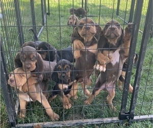 Bloodhound Litter for sale in MITCHELL, IN, USA