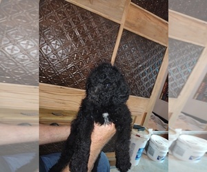 Poodle (Standard) Litter for sale in TYLER, TX, USA