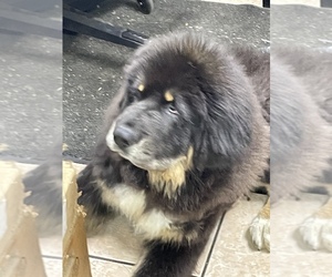 Tibetan Mastiff Litter for sale in GLASGOW, KY, USA