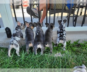 French Bulldog Litter for sale in FRANKFORD, MO, USA