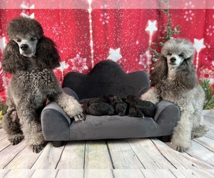 Poodle (Miniature) Litter for sale in ARDMORE, OK, USA
