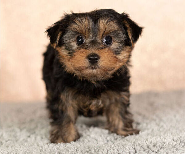 Full screen Photo #1 Yorkshire Terrier Puppy For Sale in NAPPANEE, IN, USA