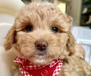 Goldendoodle (Miniature) Litter for sale in FREDERICK, MD, USA