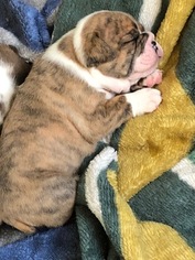 English Bulldog Litter for sale in NEW YORK, NY, USA
