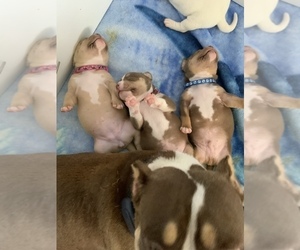 American Bully Litter for sale in MOSCOW MILLS, MO, USA