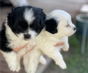 Maltipom-Maltipoo Mix Litter for sale in MC DADE, TX, USA