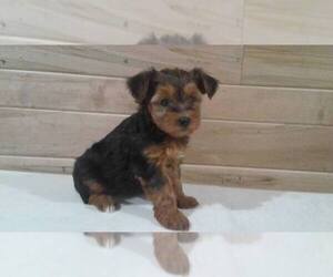 Yorkshire Terrier Litter for sale in SUGARCREEK, OH, USA