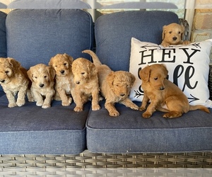 Goldendoodle (Miniature) Litter for sale in FARMERSVILLE, TX, USA
