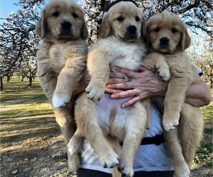 Golden Retriever Litter for sale in MODESTO, CA, USA