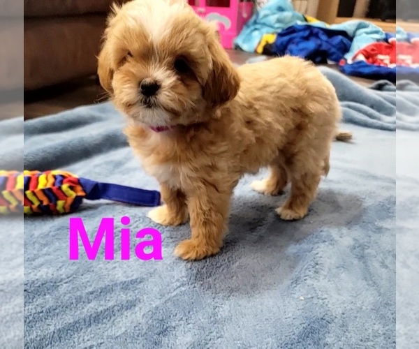 Medium Photo #1 ShihPoo Puppy For Sale in CLAYTON, NC, USA
