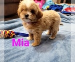 Small Photo #1 ShihPoo Puppy For Sale in CLAYTON, NC, USA