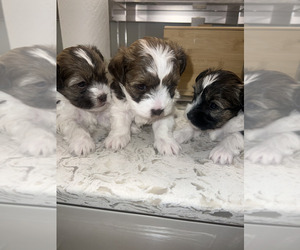 Biewer Terrier-ShihPoo Mix Litter for sale in CHARLOTTE, NC, USA