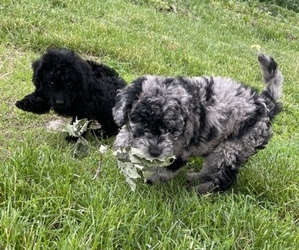 Miniature Labradoodle Litter for sale in WAVERLY, IA, USA