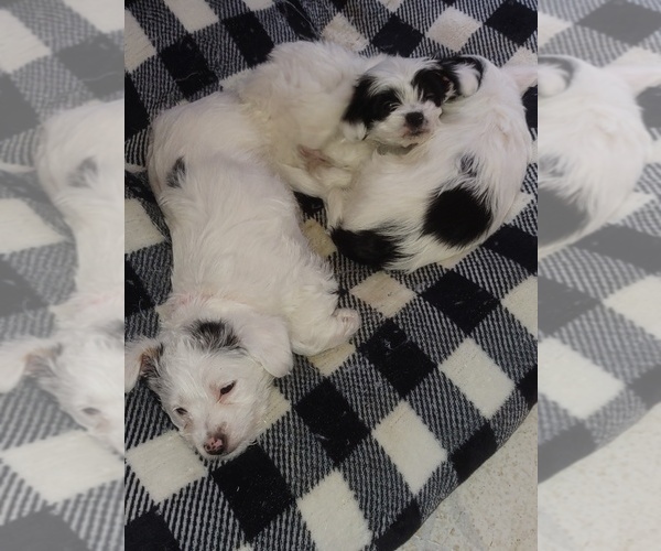 Medium Photo #1 YorkiePoo Puppy For Sale in IRON RIDGE, WI, USA