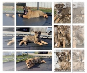 Australian Shepherd-German Shepherd Dog Mix Litter for sale in EL PASO, IL, USA