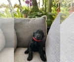 Small Photo #1 Poodle (Standard) Puppy For Sale in FORT LAUDERDALE, FL, USA