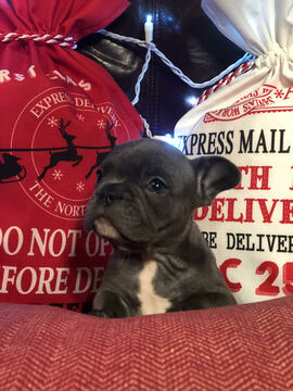 Medium Photo #1 French Bulldog Puppy For Sale in PURDY, MO, USA