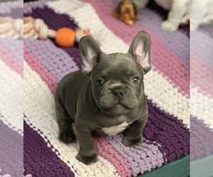 French Bulldog Litter for sale in LACEY, WA, USA