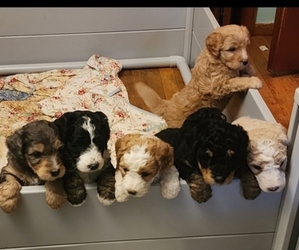 Bernedoodle Litter for sale in KEENE, NH, USA