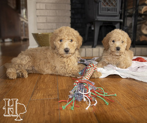 Labradoodle Litter for sale in ELLENBORO, NC, USA
