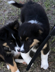 Small Photo #1 Australian Shepherd Puppy For Sale in WILLISTON, FL, USA