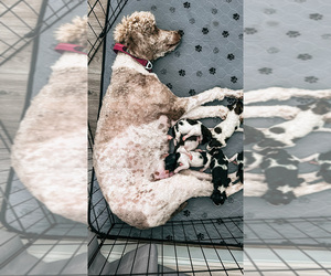 Poodle (Standard) Litter for sale in COLORADO SPRINGS, CO, USA