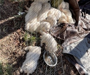 Great Pyrenees Litter for sale in SEAFORD, NY, USA