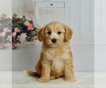 Small Photo #1 Maltipoo-Poodle (Toy) Mix Puppy For Sale in WARSAW, IN, USA