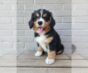 Bernese Mountain Dog-Cavalier King Charles Spaniel Mix Litter for sale in CUBA CITY, WI, USA