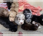 Small Photo #1 F2 Aussiedoodle Puppy For Sale in OKC, OK, USA