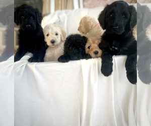 Double Doodle Litter for sale in WAUCHULA, FL, USA