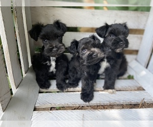 Schnauzer (Miniature) Litter for sale in STALEY, NC, USA